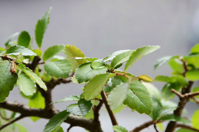 Close-up of fresh green plant