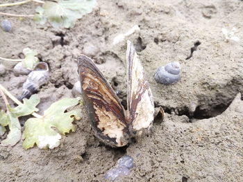 High angle view of crab on sand