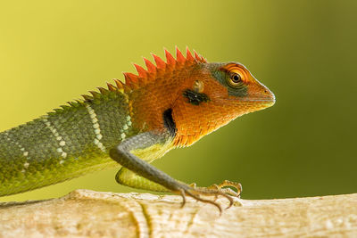 Close-up of lizard on wood