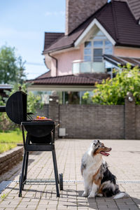Dog sits next to barbecue and waits for a piece of meat summer leisure outdoors. australian shepherd