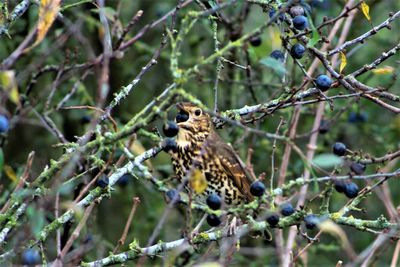 Close-up of bird on branch