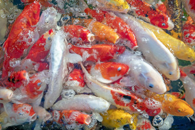 High angle view of koi carps swimming in pond