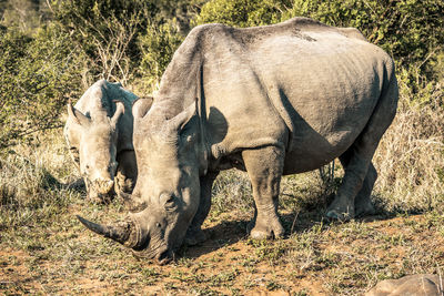 View of elephant on field