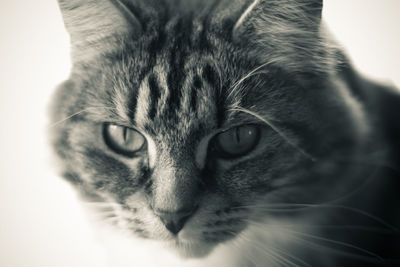 Close-up portrait of cat