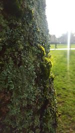 Trees growing in park