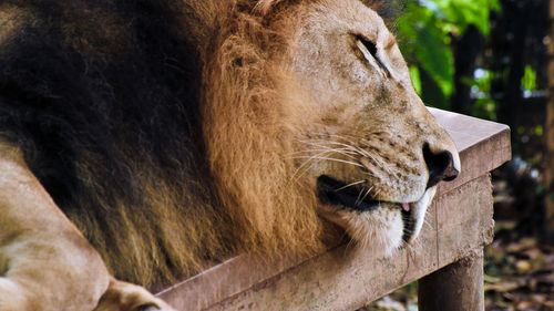 Close-up of a cat looking away