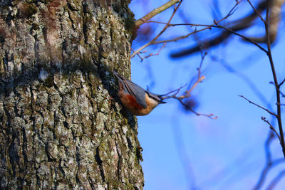 Low angle view of bird perching on tree trunk