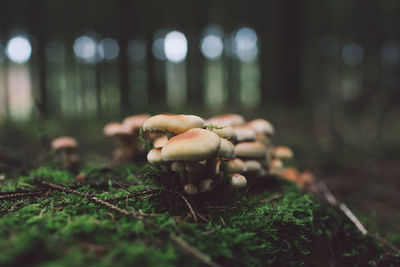 Close up of mushroom