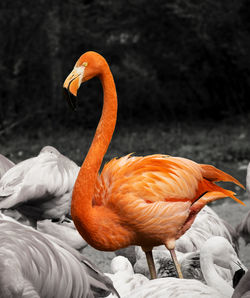 Close-up of swan