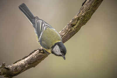 Close-up of bird perching on branch