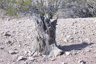 Close-up of tree shadow