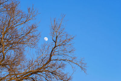 Low angle view of tree against blue sky