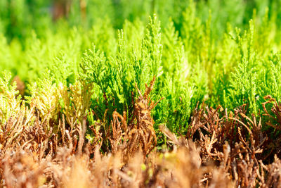 Dried thuja and good thuja branch top view