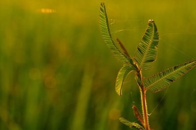 Close-up of plant