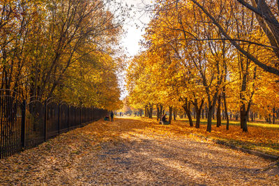 Footpath amidst trees during autumn