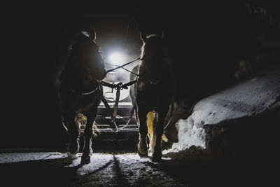 Horses with illuminated lamp walking on snow at night