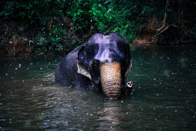 Elephant swimming in lake at forest
