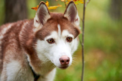 Siberian husky dog portrait close up, young female siberian husky. husky dog outdoor