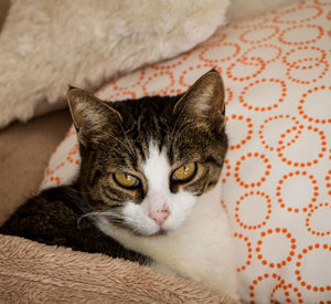 Close-up portrait of a cat resting on bed