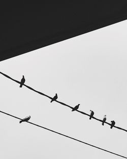 Low angle view of silhouette birds perching on cable against sky