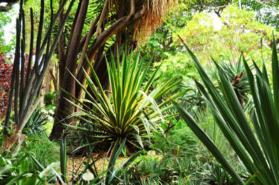 Close-up of palm trees in forest