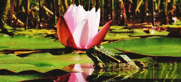 Close-up of lotus water lily in lake