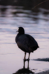 Bird perching on yarra river 