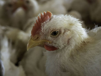 Close-up of a bird