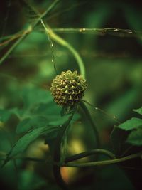 Close-up of flowering plant
