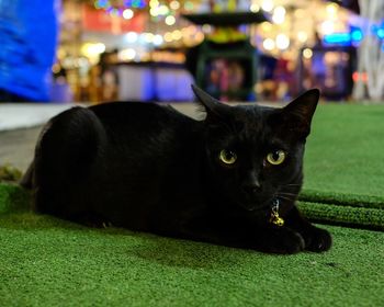 Close-up portrait of a cat