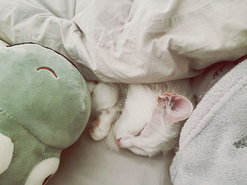 High angle view of cat sleeping on bed