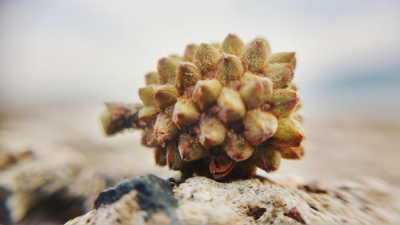 close-up, selective focus, natural pattern, detail, freshness, nature, growth, macro, extreme close-up, beauty in nature, fragility, plant, focus on foreground, botany, day, spiked, new life, needle - plant part, green color, thorn, springtime, flower head, no people