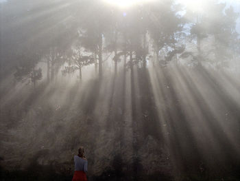 Sunlight falling on woman standing in forest during sunrise