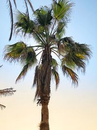 Low angle view of coconut palm tree against clear sky