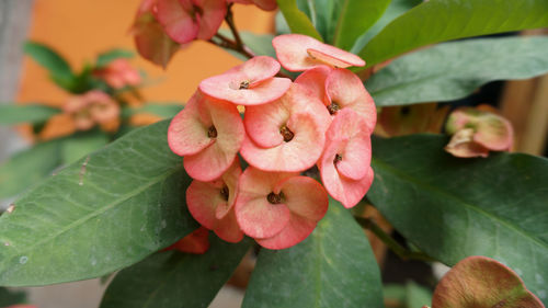 Close-up of pink flowering plant