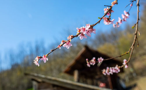 Close-up of pink cherry blossoms in spring