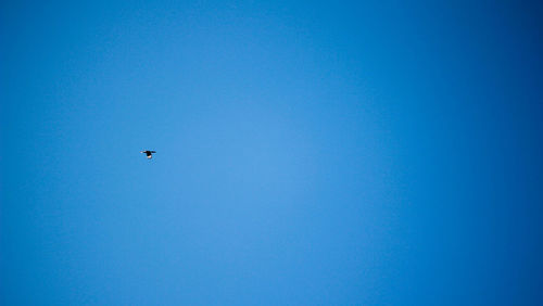 Low angle view of bird flying against clear blue sky