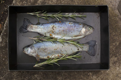 High angle view of fish