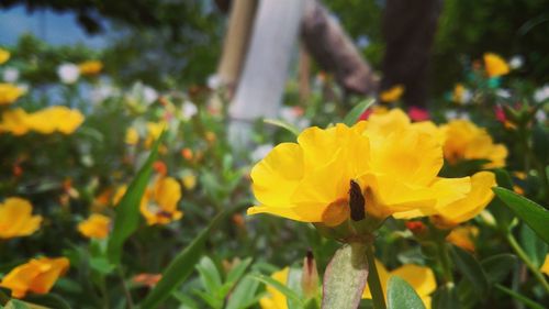 Close-up of yellow flowers blooming in garden