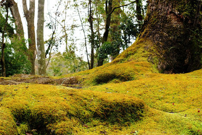 Scenic view of forest