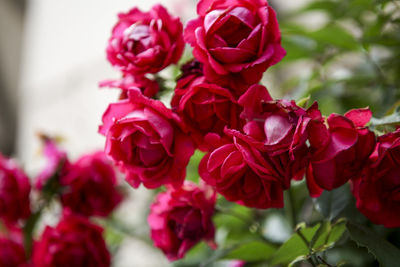 Close-up of pink flowers