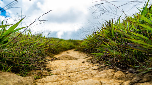 Plants growing on field against sky