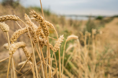 Close-up of stalks in field