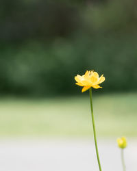 Close-up of yellow flower