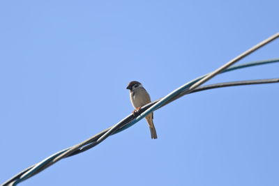 Low angle view of bird perching on cable against sky