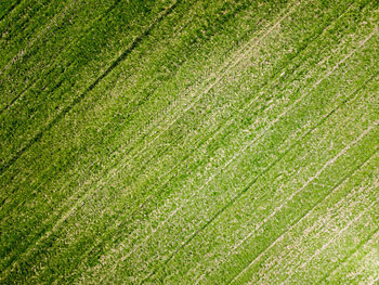 Full frame shot of crops on field