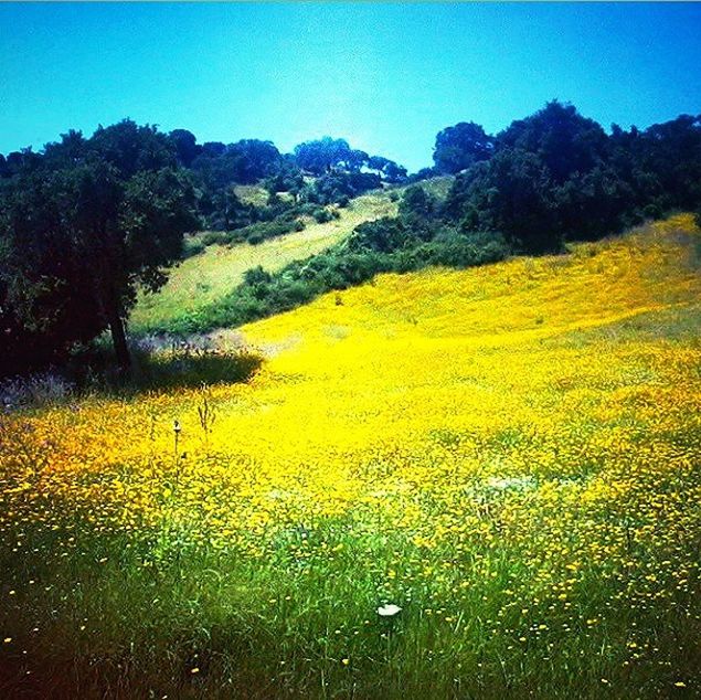 tranquil scene, clear sky, tranquility, beauty in nature, scenics, yellow, nature, landscape, growth, tree, water, blue, field, plant, mountain, sunlight, idyllic, flower, copy space, non-urban scene