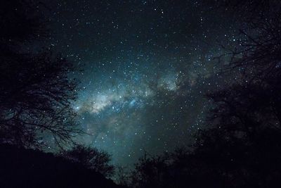 Low angle view of trees against sky at night