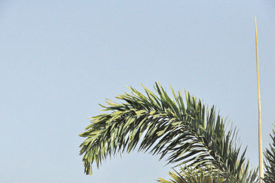 Low angle view of palm tree against clear sky