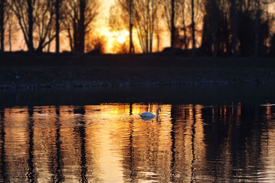 Silhouette birds on lake during sunset